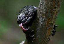Niño Dormido, un lagarto venenoso en peligro de extinción en Guatemala