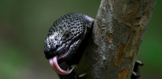 Niño Dormido, un lagarto venenoso en peligro de extinción en Guatemala