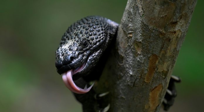 Niño Dormido, un lagarto venenoso en peligro de extinción en Guatemala