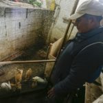 Pescador peruano cría conejos para sobrevivir tras derrame de crudo