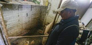 Pescador peruano cría conejos para sobrevivir tras derrame de crudo