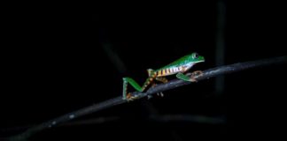 Ranas endémicas, atracción turística en cordillera Escalera en Perú