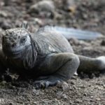 Iguanas se reproducen en isla de Galápagos después de un siglo