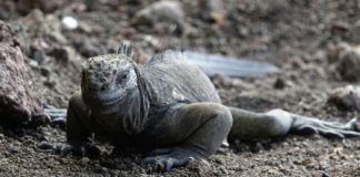 Iguanas se reproducen en isla de Galápagos después de un siglo