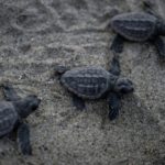 Niños y ambientalistas liberan crías de tortuga en Venezuela