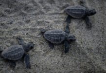 Niños y ambientalistas liberan crías de tortuga en Venezuela