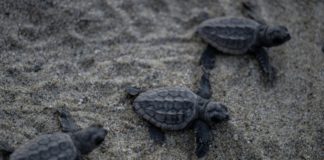 Niños y ambientalistas liberan crías de tortuga en Venezuela