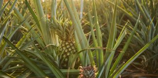 Suriname, una tierra con una rica y única colección de piñas