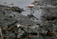 Ambientalistas tratan de salvar a un estero moribundo en Guayaquil