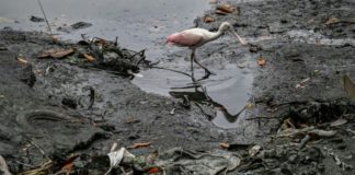 Ambientalistas tratan de salvar a un estero moribundo en Guayaquil