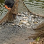 La acuicultura, una opción económica para jóvenes en Gabón