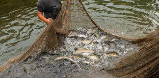 La acuicultura, una opción económica para jóvenes en Gabón