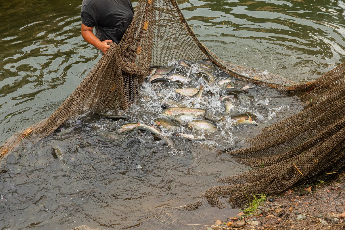 La acuicultura, una opción económica para jóvenes en Gabón