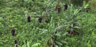 Sembradíos de hoja de coca son cada vez más frecuentes en Honduras