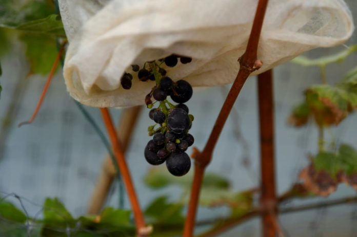 Un viñedo ecuatoriano desafía el clima en la línea equinoccial Un viñedo ecuatoriano desafía el clima en la línea equinoccial