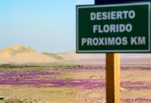 Chile crea el Parque Nacional Desierto Florido, en el desierto de Atacama