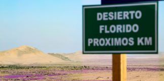 Chile crea el Parque Nacional Desierto Florido, en el desierto de Atacama