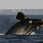 Disminuyen biotoxinas que presuntamente mataron a 15 ballenas en Argentina