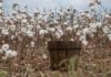 Tecnología ayuda a reintroducir el algodón en Ecuador