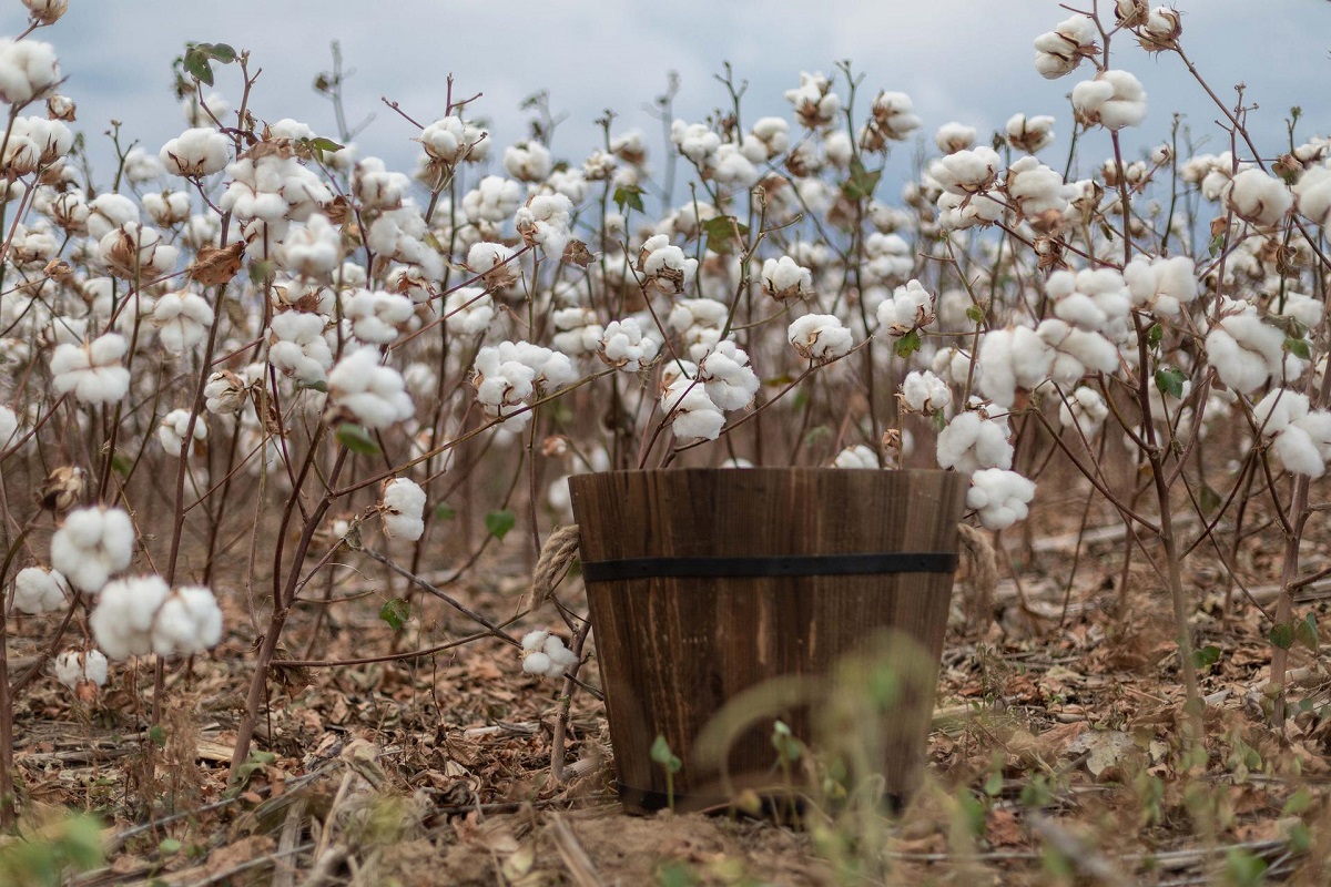 Tecnología ayuda a reintroducir el algodón en Ecuador