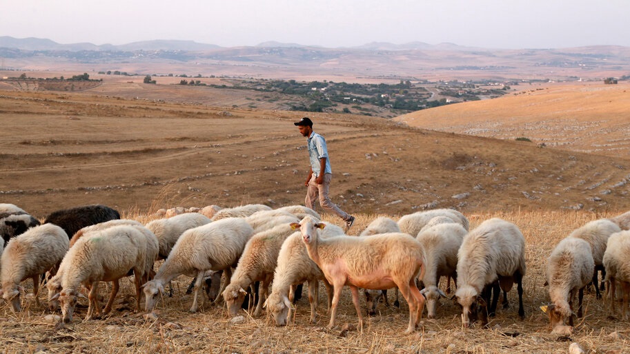 Zonas rurales de Túnez florecen económicamente