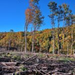 Alemania podría reanudar ayudas contra la deforestación en Brasil