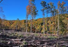 Alemania podría reanudar ayudas contra la deforestación en Brasil