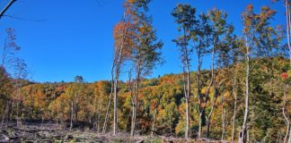 Alemania podría reanudar ayudas contra la deforestación en Brasil