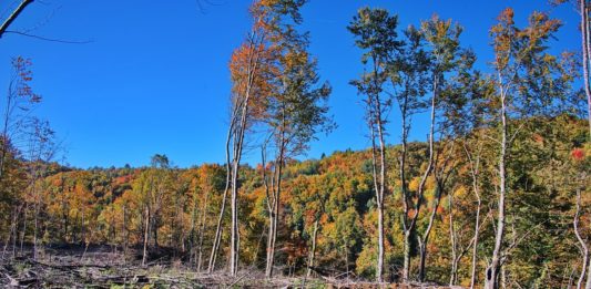 Alemania podría reanudar ayudas contra la deforestación en Brasil