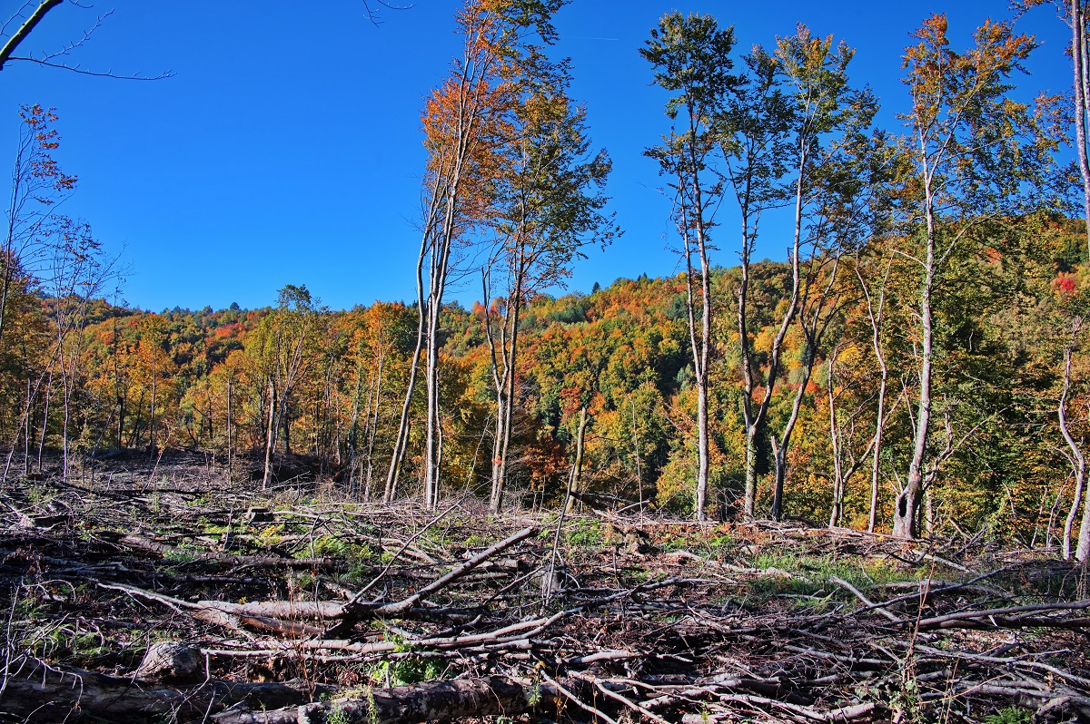 Alemania podría reanudar ayudas contra la deforestación en Brasil