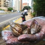 Caracoles gigantes africanos causan alarma en varias partes de Venezuela