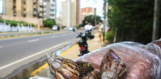 Caracoles gigantes africanos causan alarma en varias partes de Venezuela