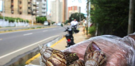 Caracoles gigantes africanos causan alarma en varias partes de Venezuela