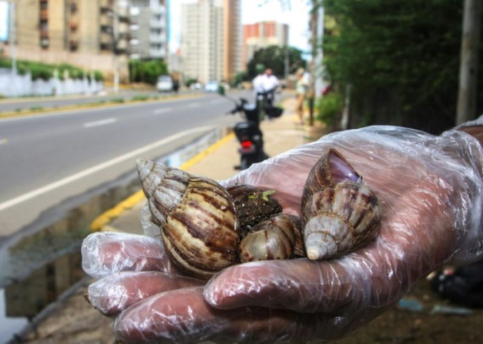 Caracoles gigantes africanos causan alarma en varias partes de Venezuela