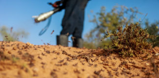 Cómo Somalia logró vencer a la langosta del desierto