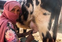 Criadores de ganado afganos enfrentan a situaciones difíciles
