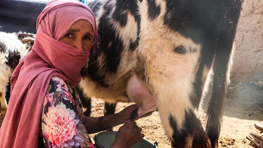 Criadores de ganado afganos enfrentan a situaciones difíciles