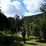 El pinabete, árbol nativo de Guatemala a punto de desaparecer