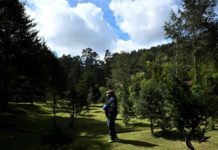 El pinabete, árbol nativo de Guatemala a punto de desaparecer