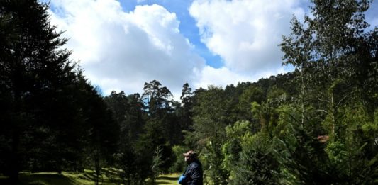 El pinabete, árbol nativo de Guatemala a punto de desaparecer