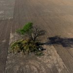 La deforestación devora los bosques del Gran Chaco en Argentina