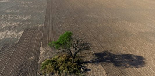 La deforestación devora los bosques del Gran Chaco en Argentina