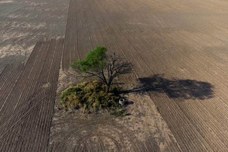 La deforestación devora los bosques del Gran Chaco en Argentina
