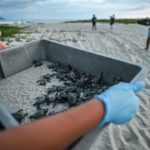 La playa de Panamá entre la conservación y el tráfico de tortugas