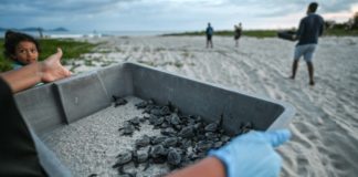 La playa de Panamá entre la conservación y el tráfico de tortugas