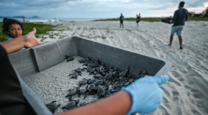 La playa de Panamá entre la conservación y el tráfico de tortugas