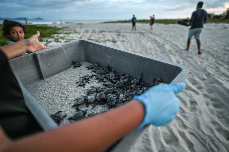 La playa de Panamá entre la conservación y el tráfico de tortugas