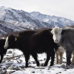 Los esfuerzos para reducir las emisiones del ganado en el planeta