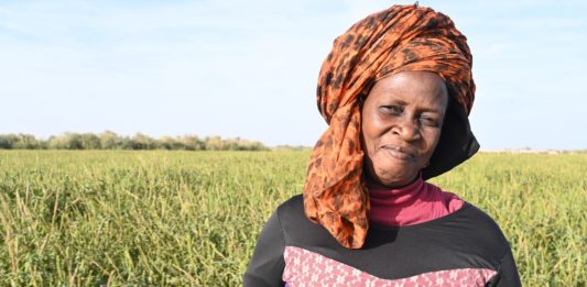 Los nenúfares como tradición culinaria en la cocina senegalesa