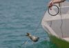 Pesca de carpas en Albania comienza una nueva etapa
